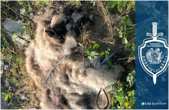 42-ամյա տղամարդը խեղդել, ապա մորթազերծ է արել Հասկի ցեղատեսակի իր շանը